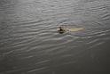 Manor Farm Coarse Fishing Anglers of the Future (26)